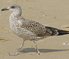 4241cy1pale.jpg (65027 bytes)