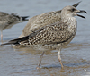 4241cy1pale.jpg (65027 bytes)