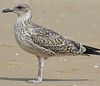 4241cy1pale.jpg (65027 bytes)