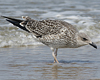 4241cy1pale.jpg (65027 bytes)