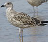 4241cy1pale.jpg (65027 bytes)
