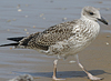 4241cy1pale.jpg (65027 bytes)