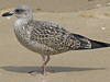 4241cy1pale.jpg (65027 bytes)