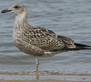 4241cy1pale.jpg (65027 bytes)