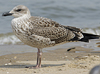 4241cy1pale.jpg (65027 bytes)