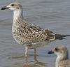 4241cy1pale.jpg (65027 bytes)