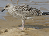 4241cy1pale.jpg (65027 bytes)