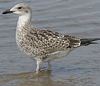 4241cy1pale.jpg (65027 bytes)