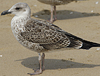 4241cy1pale.jpg (65027 bytes)
