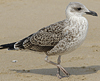4241cy1pale.jpg (65027 bytes)