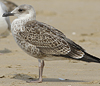 4241cy1pale.jpg (65027 bytes)