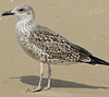 4241cy1pale.jpg (65027 bytes)