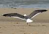 sub-adult LBBG in August, ringed in Belgium. (82012 bytes)