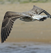 juvenile LBBG, ringed in the Netherlands.