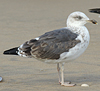 juvenile LBBG, ringed in the Netherlands.