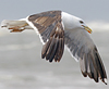 juvenile LBBG, ringed in the Netherlands. 