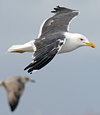 juvenile LBBG, ringed in the Netherlands.