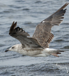 juvenile LBBG, ringed in the Netherlands.