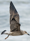 juvenile LBBG, ringed in the Netherlands.