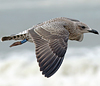 juvenile LBBG, ringed in the Netherlands.