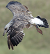 juvenile LBBG, ringed in the Netherlands.
