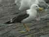 ad LBBG in August, ringed in the Netherlands. (84266 bytes)