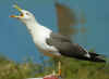 ad LBBG in August, ringed in the Netherlands. (59747 bytes)