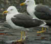 ad LBBG in August, ringed in Denmark. (83984 bytes)