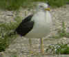 ad LBBG in August, ringed in the Netherlands. (64808 bytes)