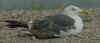 5890.jpg (47036 bytes)