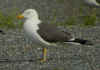 sub-adult LBBG in August, ringed in Belgium. (79257 bytes)
