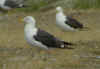 sub-adult LBBG in August, ringed in Belgium. (57738 bytes)