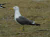 sub-adult LBBG in August, ringed in Belgium. (76270 bytes)