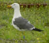 sub-adult LBBG in August, ringed in Belgium. (103044 bytes)