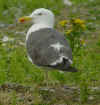 sub-adult LBBG in August, ringed in Belgium. (85229 bytes)