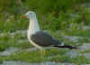 sub-adult LBBG in August, ringed in Belgium. (84626 bytes)