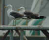 ad LBBG in August, ringed in Norway. (64193 bytes)
