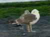 sub-adult LBBG in August, ringed in Belgium. (82012 bytes)