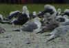ad LBBG in August, ringed in the Netherlands. (87390 bytes)