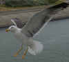 ad lbbg in August, ringed in the Netherlands. (75385 bytes)
