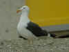 ad LBBG in August, ringed in Sweden. (56368 bytes)