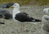 ad LBBG in August, ringed in Norway. (87905 bytes)