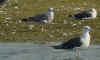 2cy LBBG in August, ringed in the Netherlands. (70352 bytes)