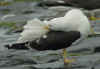 ad LBBG in August, ringed in Norway. (66598 bytes)