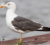 1cy argenteus in November, ringed in Belgium. (25637 bytes)