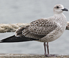 1cy LBBG, ringed in Belgium. (101631 bytes)