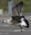 5896.jpg (98154 bytes)