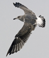 5896.jpg (98154 bytes)