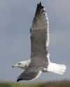 5896.jpg (98154 bytes)