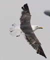 sub-adult LBBG in August, ringed in Belgium. (82012 bytes)